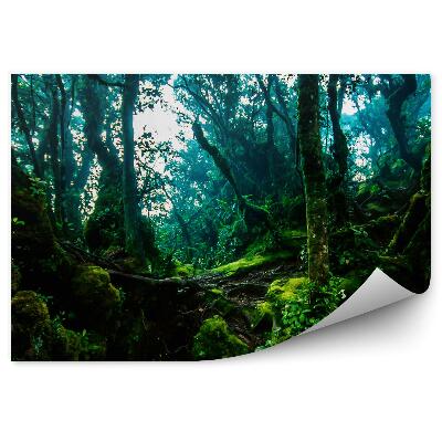 Fotótapéta Dzsungel út vastag zöld fák