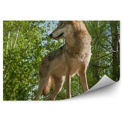 Öntapadós fotótapéta Farkas egy szikla erdei fák