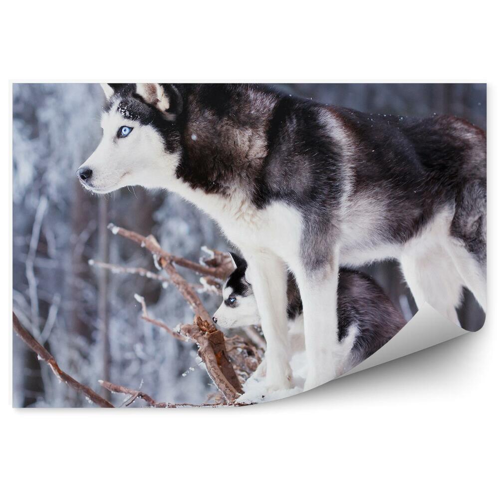 Fotótapéta Husky kiskutya erdő téli hókék szeme