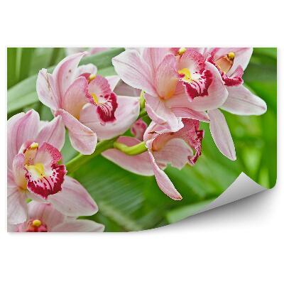 Poszter tapéta Rózsaszín orchidea levelek