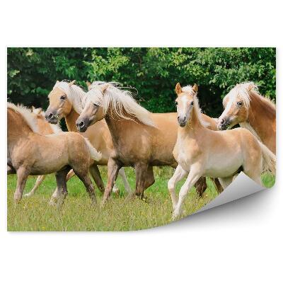 Öntapadós fotótapéta Kanca csikók csorda fák tisztás