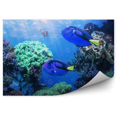 Poszter tapéta Sebész hal a korallzátonyon