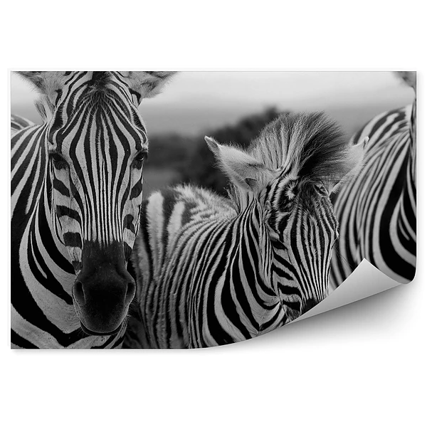 Modern fotótapéta Három zebra közelről