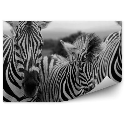 Modern fotótapéta Három zebra közelről