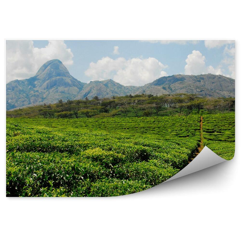 Kép Tapéta Tea ültetvény növényzet természet hegyek