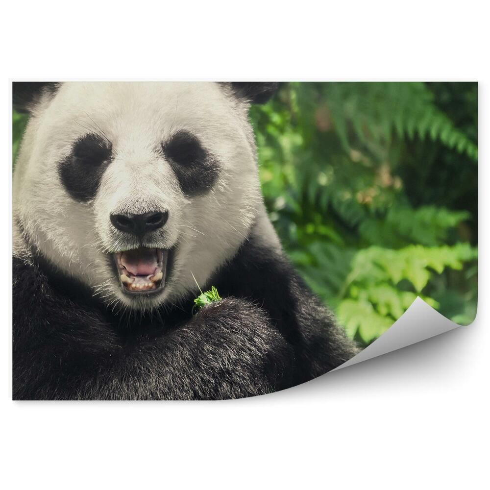 Öntapadós fotótapéta Kínai panda