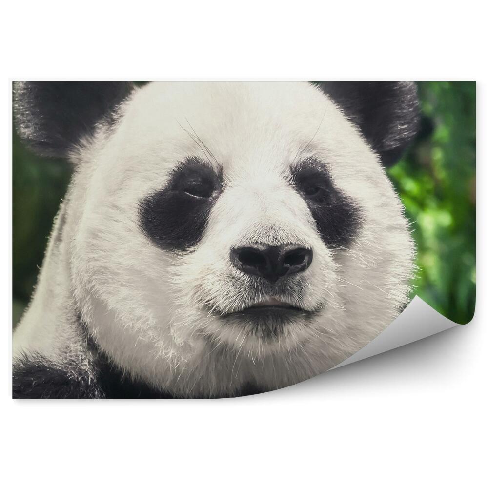 Öntapadó fotótapéta Fekete-fehér panda közelről