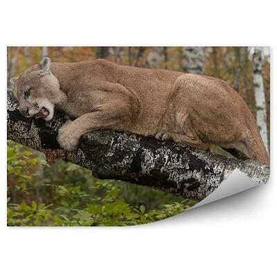 Öntapadó fotótapéta Puma fák bokrok