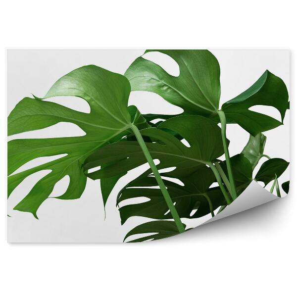Öntapadós fotótapéta Monstera levelek dísznövény trópusi