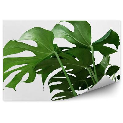 Öntapadós fotótapéta Monstera levelek dísznövény trópusi
