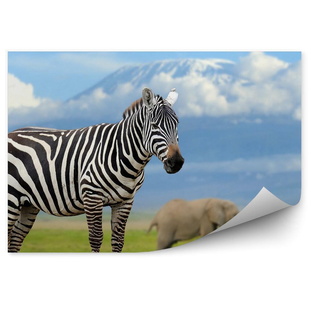 Fotótapéta Zebra és elefántok a Kilimandzsáró hátterében