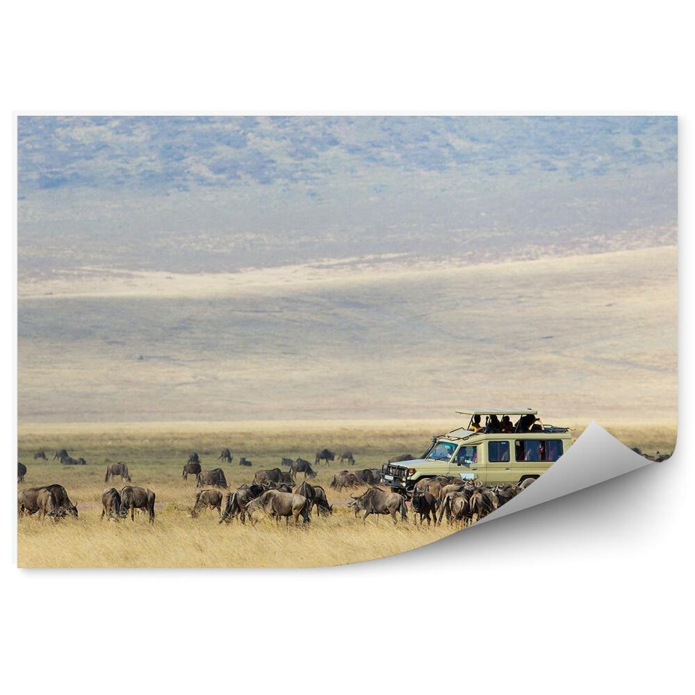 Öntapadós fotótapéta falra Gnú antilop szafari autóturizmus