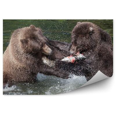 Öntapadós fotótapéta falra Grizzly medvék harcolnak a lazacért