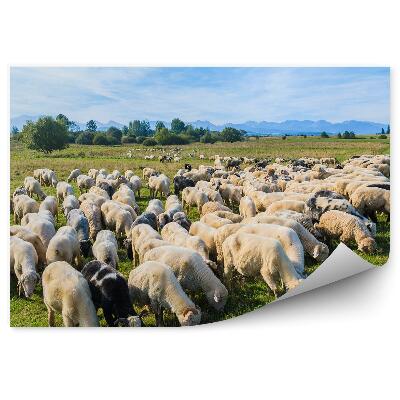 Fotótapéta Birkák legelésző rét bicikli kutya