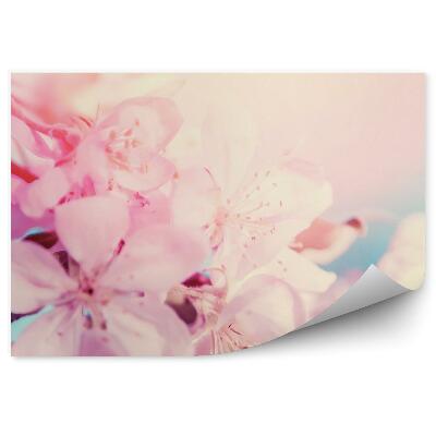 Fotótapéta Rózsaszín cseresznyevirág vázlatok sárga fekete háttér