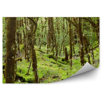 Öntapadós fotótapéta az esőerdő