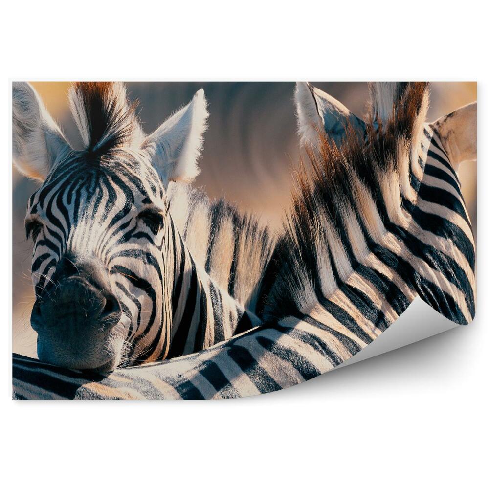 Öntapadós fotótapéta falra Zebra a bokor vadon élő afrikai állatok