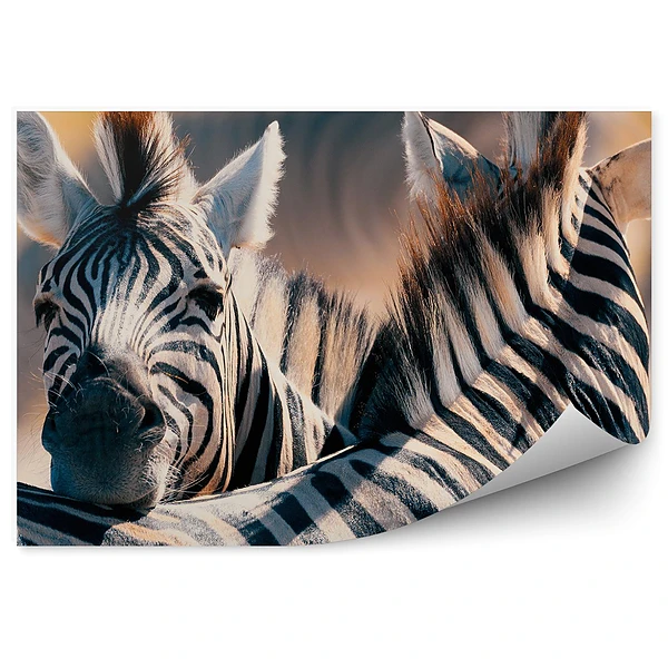 Öntapadós fotótapéta falra Zebra a bokor vadon élő afrikai állatok