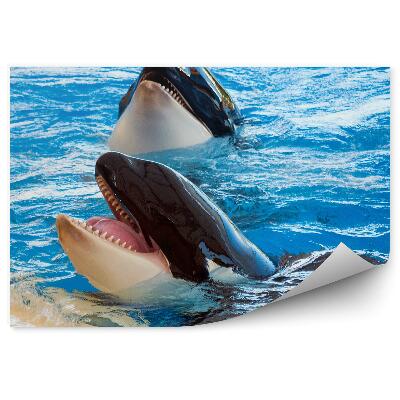 Fotótapéta Orcas Loro park Tenerife
