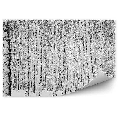 Öntapadós fotótapéta falra Téli nyírerdő