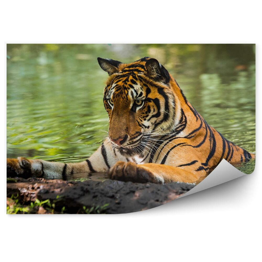 Modern fotótapéta Tigris a vízben