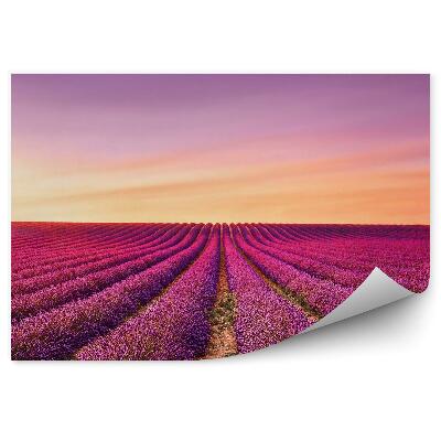 Poszter tapéta levendulamező fa Provence France naplemente