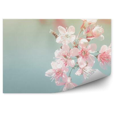 Poszter tapéta Rózsaszín cseresznyevirágok kék háttérkép