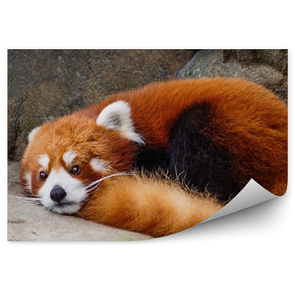 Öntapadós fotótapéta falra Kis vörös panda