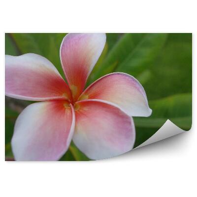 Poszter tapéta Színes orchidea virágok mexikói virágok