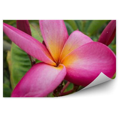 Fotótapéta Színes orchidea virágok mexikói virágok