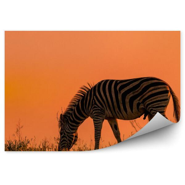 Öntapadó fotótapéta Zebra a vörös égen
