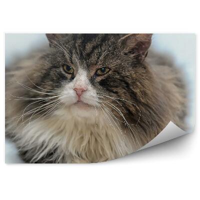 Fotótapéta Szibériai macska vastag prémes fehér háttér