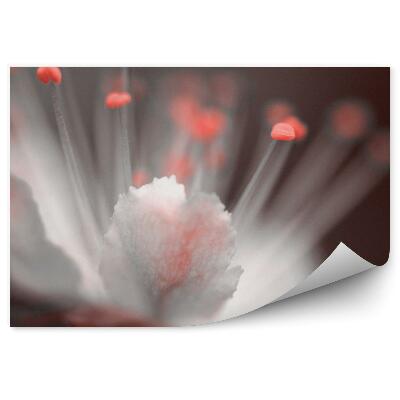 Fotótapéta Vörös és fehér cseresznyevirág barna háttér