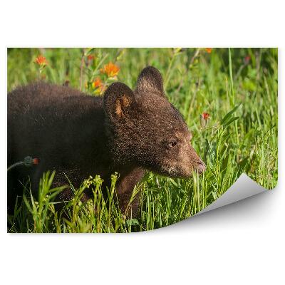 Poszter tapéta Medve a réten és virágok