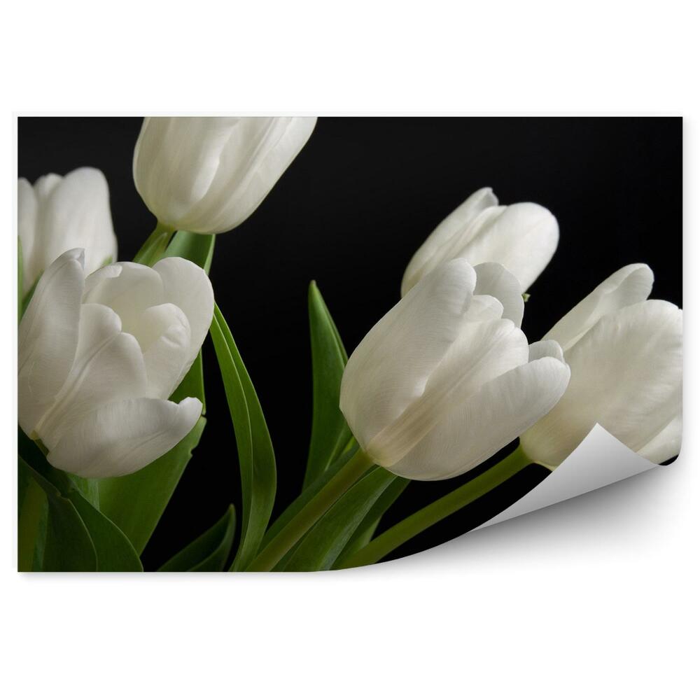 Fotótapéta Fehér tulipánok