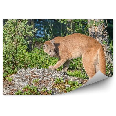 Poszter tapéta Puma egy kövön