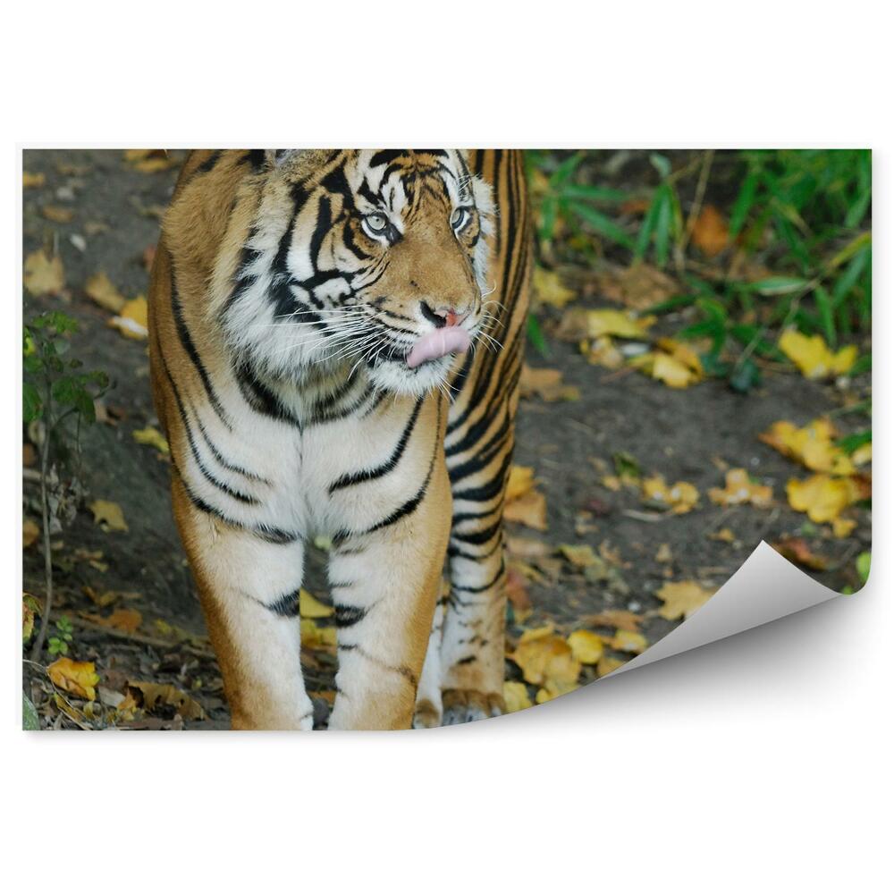 Poszter tapéta Szumátrai tigris
