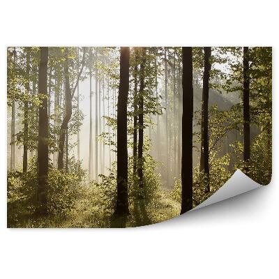 Öntapadós fotótapéta Erdei fák köd