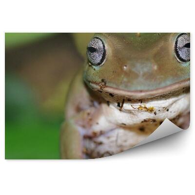 Öntapadós fotótapéta falra Ausztrál leveli béka egy fán