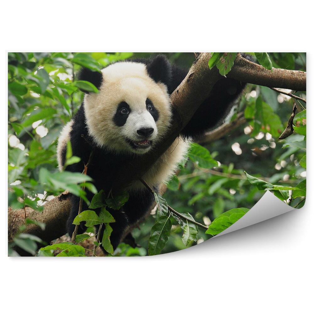 Öntapadós fotótapéta falra Panda ül egy fán