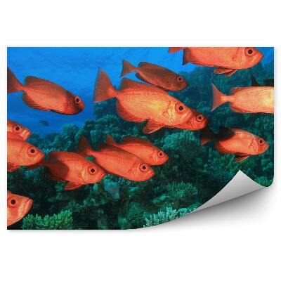 Fotótapéta Hal és korallzátony