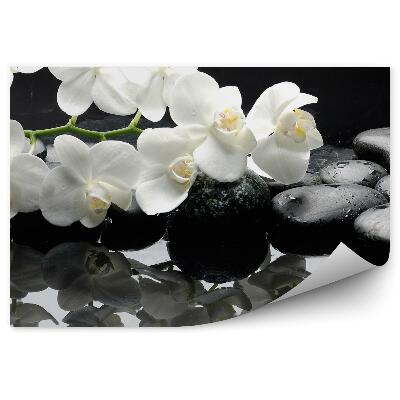 Fotótapéta Fehér vízi orchidea