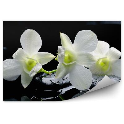 Fotótapéta Fehér orchidea virágok, fekete kövek, víz