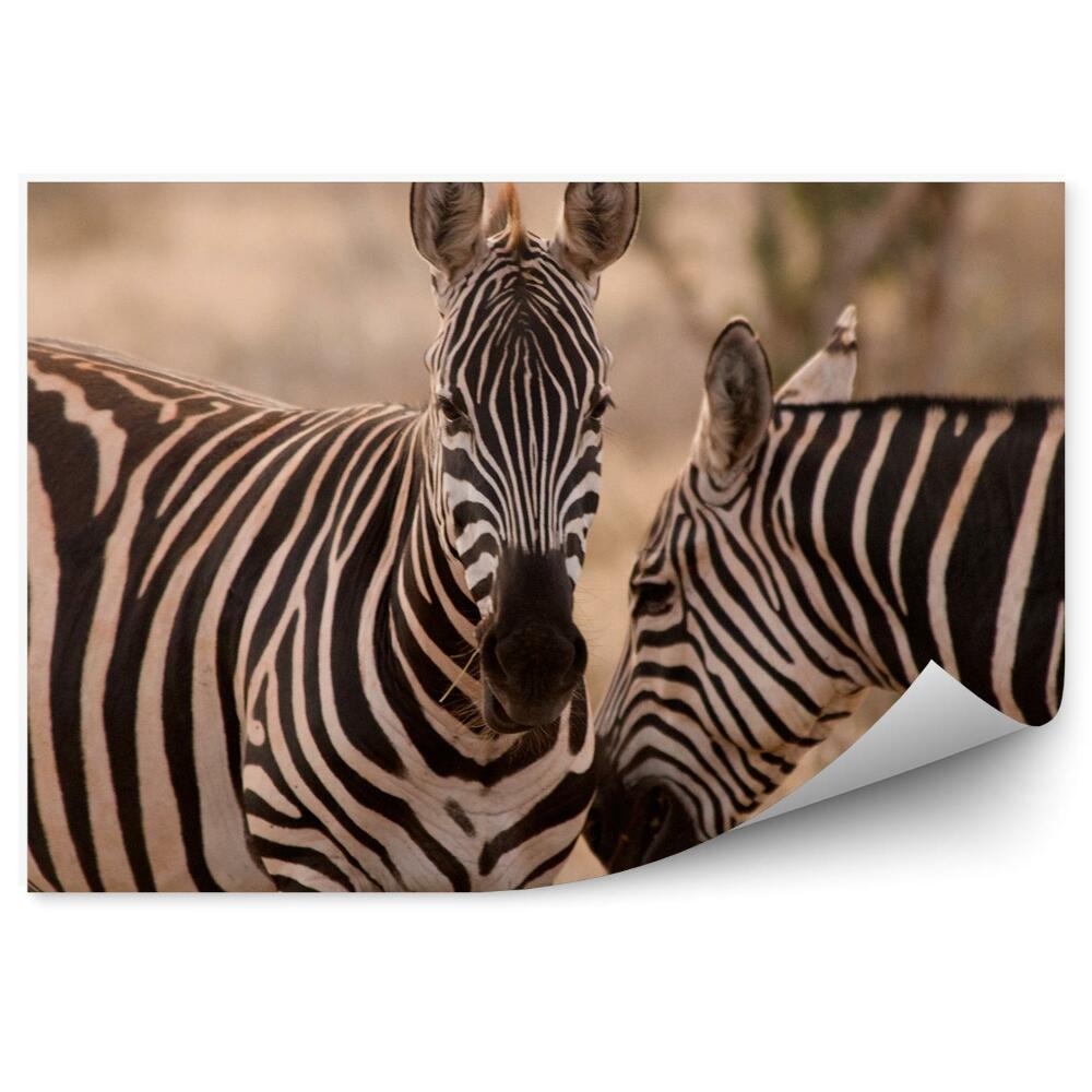 Öntapadós fotótapéta Zebrák a Tsavo East Nemzeti Parkból