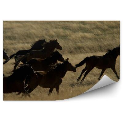 Öntapadós fotótapéta Vad lovak csordája fut egy füves területen