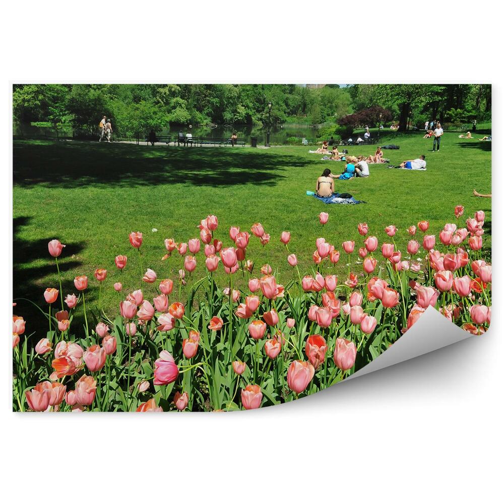Fotótapéta Rózsaszín tulipánok a Central Parkban