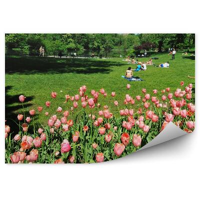 Fotótapéta Rózsaszín tulipánok a Central Parkban