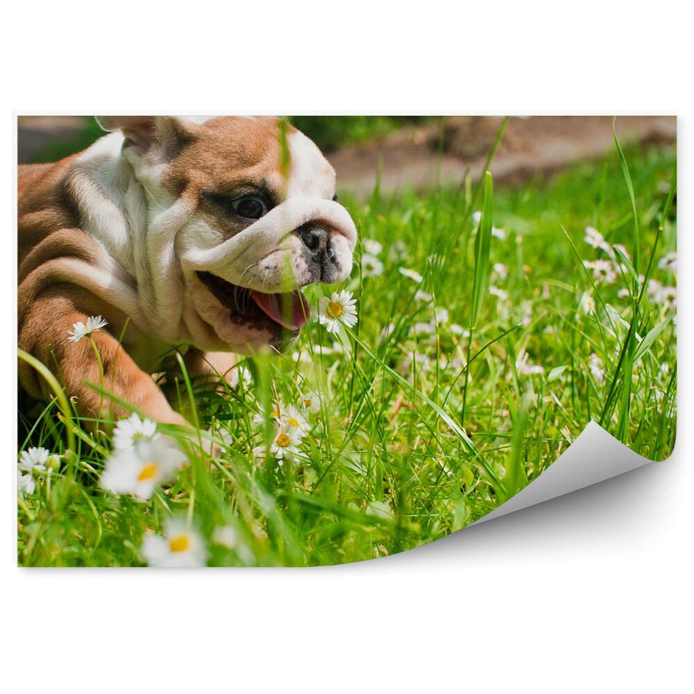 Öntapadó fotótapéta Angol bulldog kutya boldog fű százszorszépek