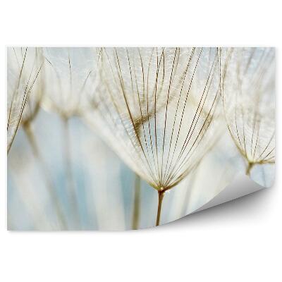 Fotótapéta Gyermekláncfű virág absztrakció