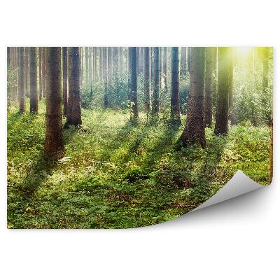 Öntapadós fotótapéta Az erdő mélyén napsütés karácsonyfák füvek